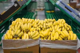Kokaina ukryta była w transporcie bananów (zdjęcie ilustracyjne)