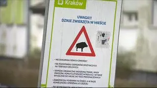 Znak ostrzegający przed dzikami w Krakowie