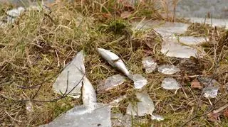 Ryby masowo giną w Jeziorze Karlikowskim na Kaszubach