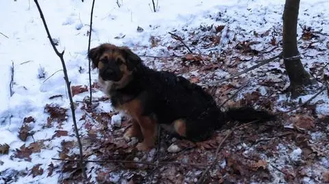 Pies był przywiązany do drzewa