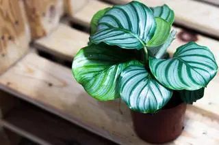 Kalatea
