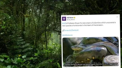 Odkryto nowy gatunek węża. "Rozmiar tych wspaniałych stworzeń był niesamowity"