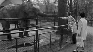 Symbolem Starego ZOO przez lata była słonica Kinga