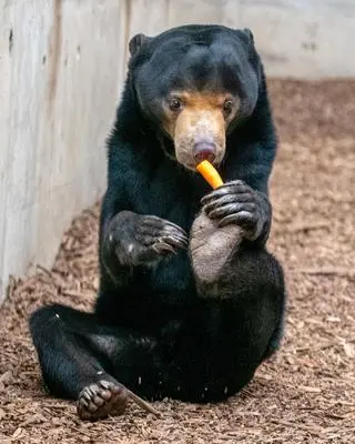 Niedźwiedzica Batu z łódzkiego zoo