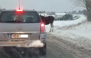 Łoś stał na drodze i lizał sól, postawił na nogi policję