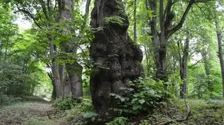 W szpalerach i alejach rośnie 4933 drzew