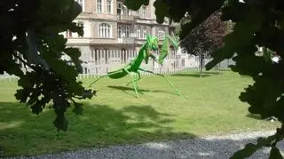 Owady giganty w Starym Browarze