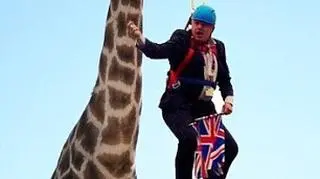 Trzymany przez żyrafę