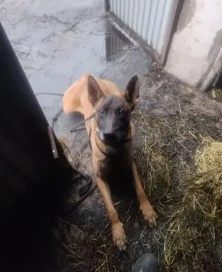 W zatrzymaniu podpalacza pomógł policyjny pies