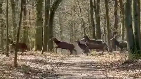 Chmara jeleni szlachetnych przebiega przez leśną dróżkę. Niezwykłe nagranie spod Poznania
