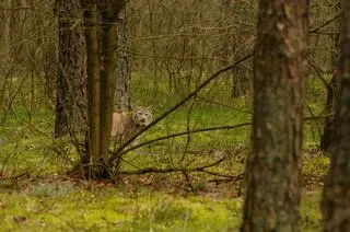 Ryś widziany był po południowej stronie Warty