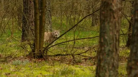 Ryś widziany był po południowej stronie Warty