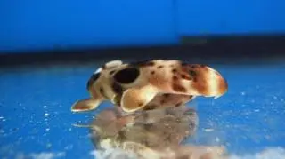 Mały rekinek epoletowy