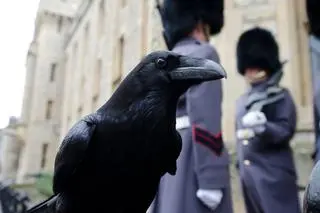 Legenda głosi, że jeśli kruki opuszczą twierdzę, monarchia upadnie