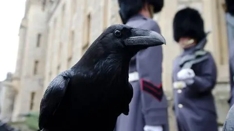 Według legendy jeśli odlecą, monarchia upadnie. Kruki z Tower of London opuszczają twierdzę