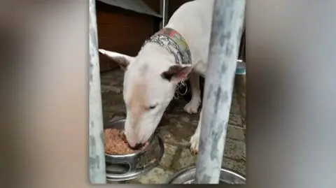 Siedmiotygodniowa dziewczynka zmarła po pogryzieniu przez bulteriera. Są wyniki sekcji zwłok