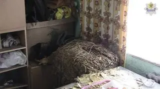W sprawie zatrzymano 6 osób