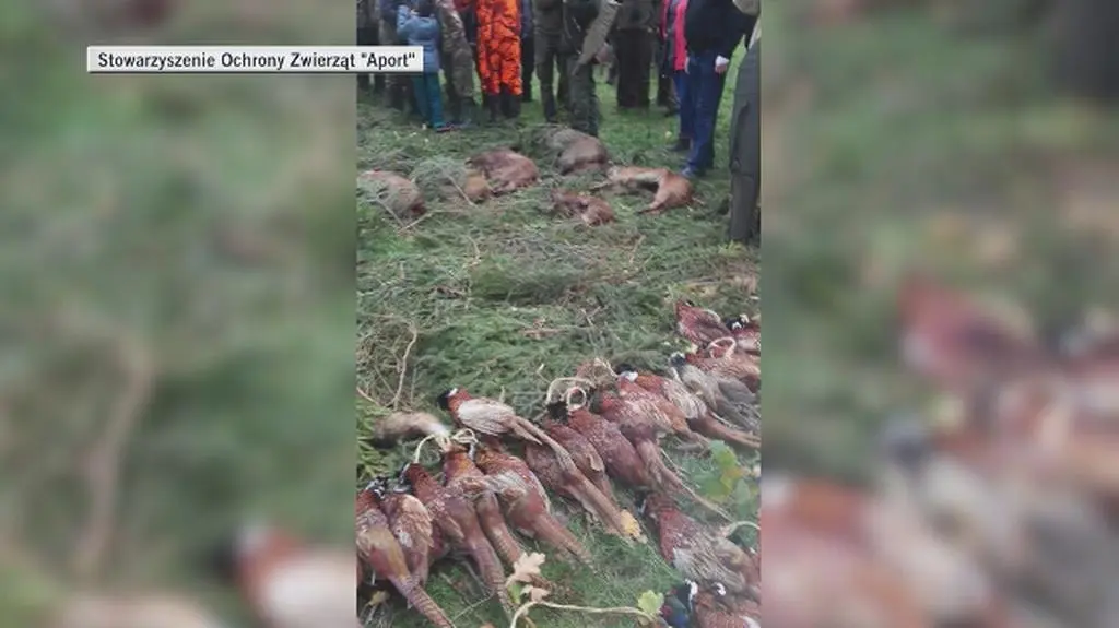 Myśliwski pokot w miejskim parku