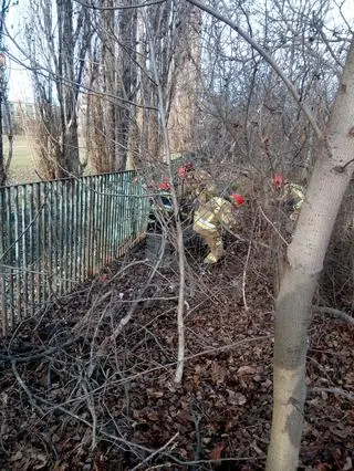 Sarna utknęła w ogrodzeniu przy ulicy Nowohuckiej w Krakowie