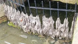 Zrzut ścieków pod Wawelem - zdjęcie z 2023 roku