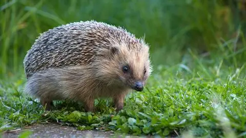 "Grali jeżem w piłkę", a potem go "uśmiercili". 14-latkowie staną przed sądem
