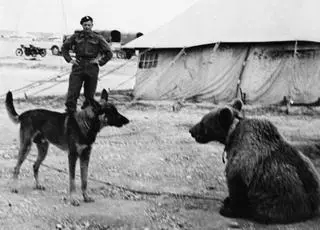 Wojtek poznaje psa jednego z żołnierzy 2. Korpusu Polskiego gen. Władysława Andersa