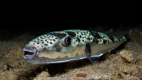  Lagocephalus sceleratus