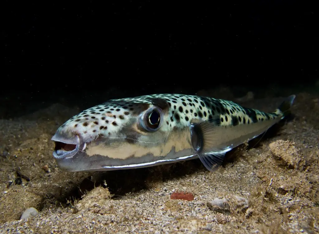  Lagocephalus sceleratus