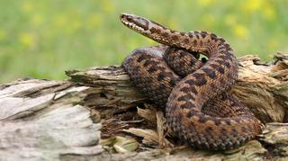Tak wygląda żmija zygzakowata (Vipera berus) 