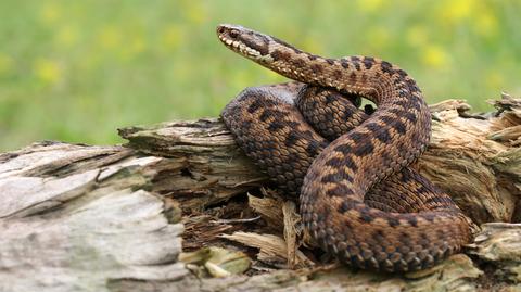 Chciał "uratować" żmiję, wylądował w szpitalu