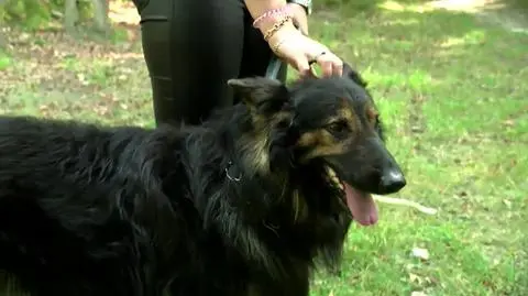 Sąsiadowi przeszkadzało szczekanie psa. Właścicielka ukarana naganą