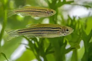 Danio pręgowany (Danio rerio)