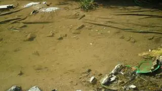 Śnięte ryby leżą na długim odcinku rzeki