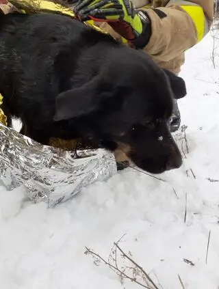 Uratowany z wody pies trafił pod opiekę weterynarza