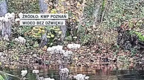 kwp poz