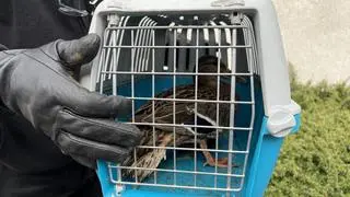Kacza mama na czas akcji została umieszczona w transporterze