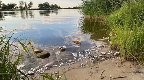 ODRA - ZDJĘCIA OD PANI POSŁANKI Z LEWICY, Obszar Natura 2000. Kilka kilometrów od Parku Krajobrazowego  Dolina Dolnej Odry