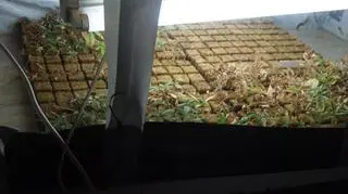 Marihuana była popakowana w specjalne pakiety 