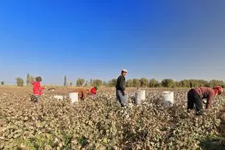 Sinciang jest jednym z największych na świecie źródeł bawełny 