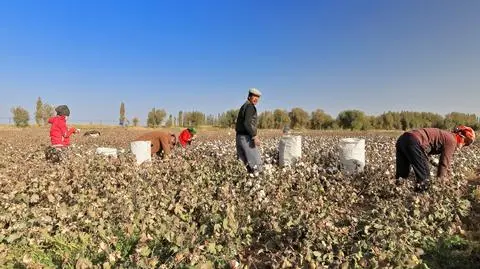 Sinciang jest jednym z największych na świecie źródeł bawełny 
