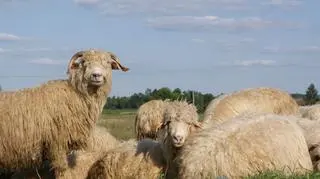 W programie bierze udział 30 owiec