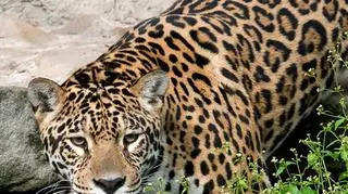 Matka młodych Bila pochodzi z Opola