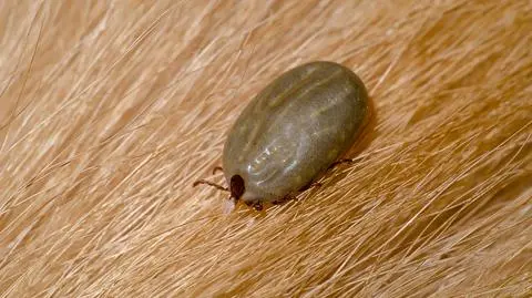 Brązowy kleszcz psi (Rhipicephalus sanguineus)