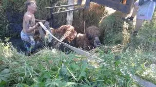 Akcja wyciągania wielbłąda z rowu