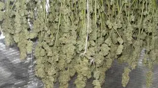 28-latkowi grozi do 8 lat więzienia