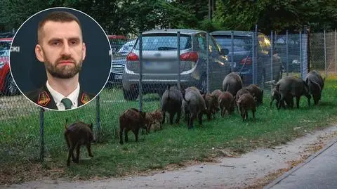 Dziki w Warszawie i Marcin Możdżonek