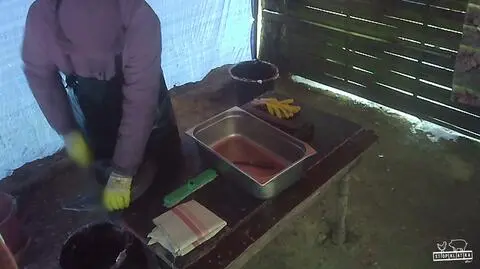 Ryby patroszone bez ogłuszania na stoisku w Antoninie w Wielkopolsce. Fundacja Viva! opublikowała nagranie