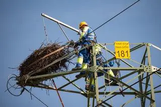 Przenoszenie bocianiego gniazda w Łęce (woj. małopolskie)