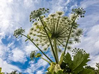 Barszcz Sosnowskiego (Heracleum sosnowskyi) - zdj. ilustracyjne