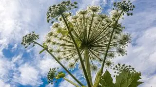 Barszcz Sosnowskiego (Heracleum sosnowskyi) - zdj. ilustracyjne